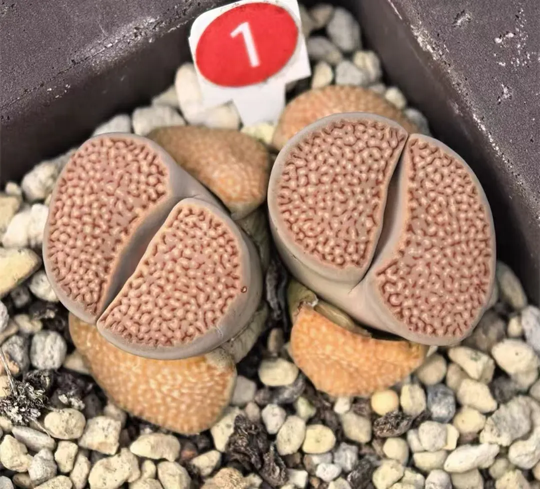 plant Aeonium Echeveria Haworthia  Caudex  Lithops Cactus  Agave 