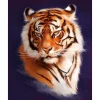 Tiger | Full Round Diamond Painting Kits