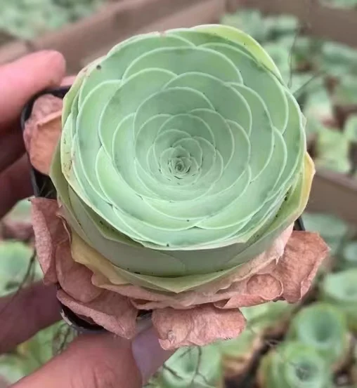 plant Aeonium Echeveria Haworthia  Caudex  Lithops Cactus  Agave 