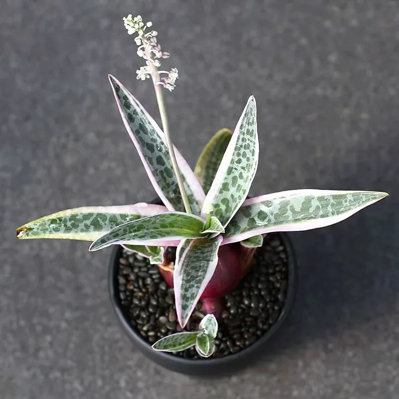 plant Aeonium Echeveria Haworthia  Caudex  Lithops Cactus  Agave 