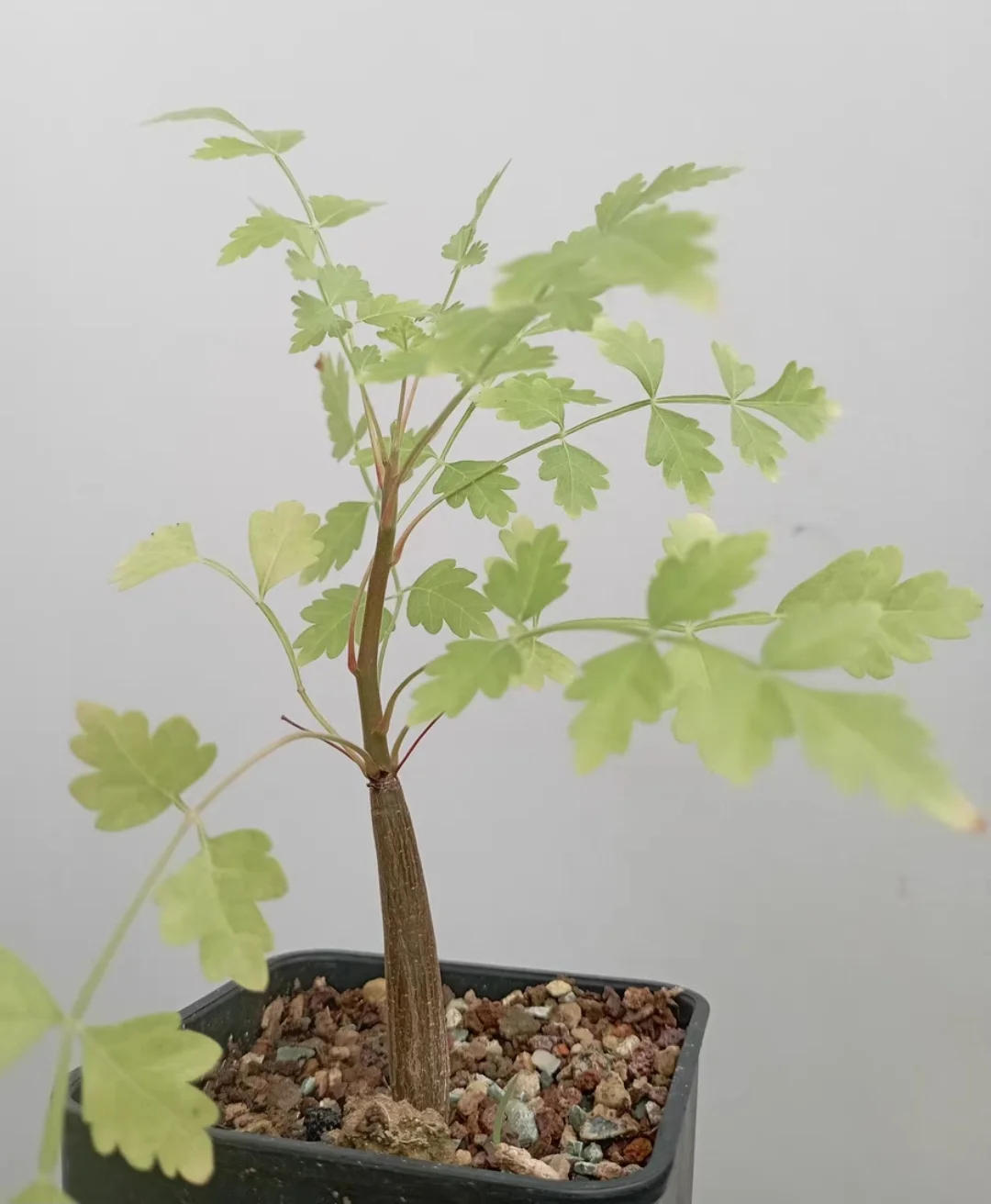 plant Aeonium Echeveria Haworthia  Caudex  Lithops Cactus  Agave 