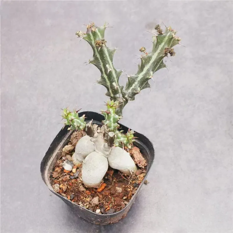 plant Aeonium Echeveria Haworthia  Caudex  Lithops Cactus  Agave 