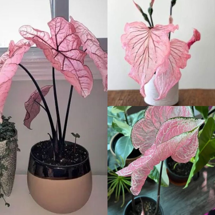 Pink Princess Beauty - Rare