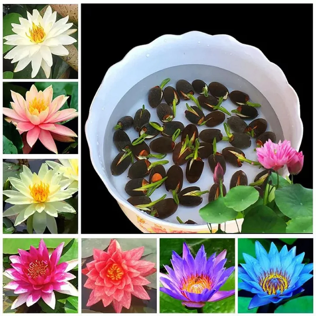 20/50/100Pcs The Premium Bonsai Lotus Flower Seeds Jonyparkseed®