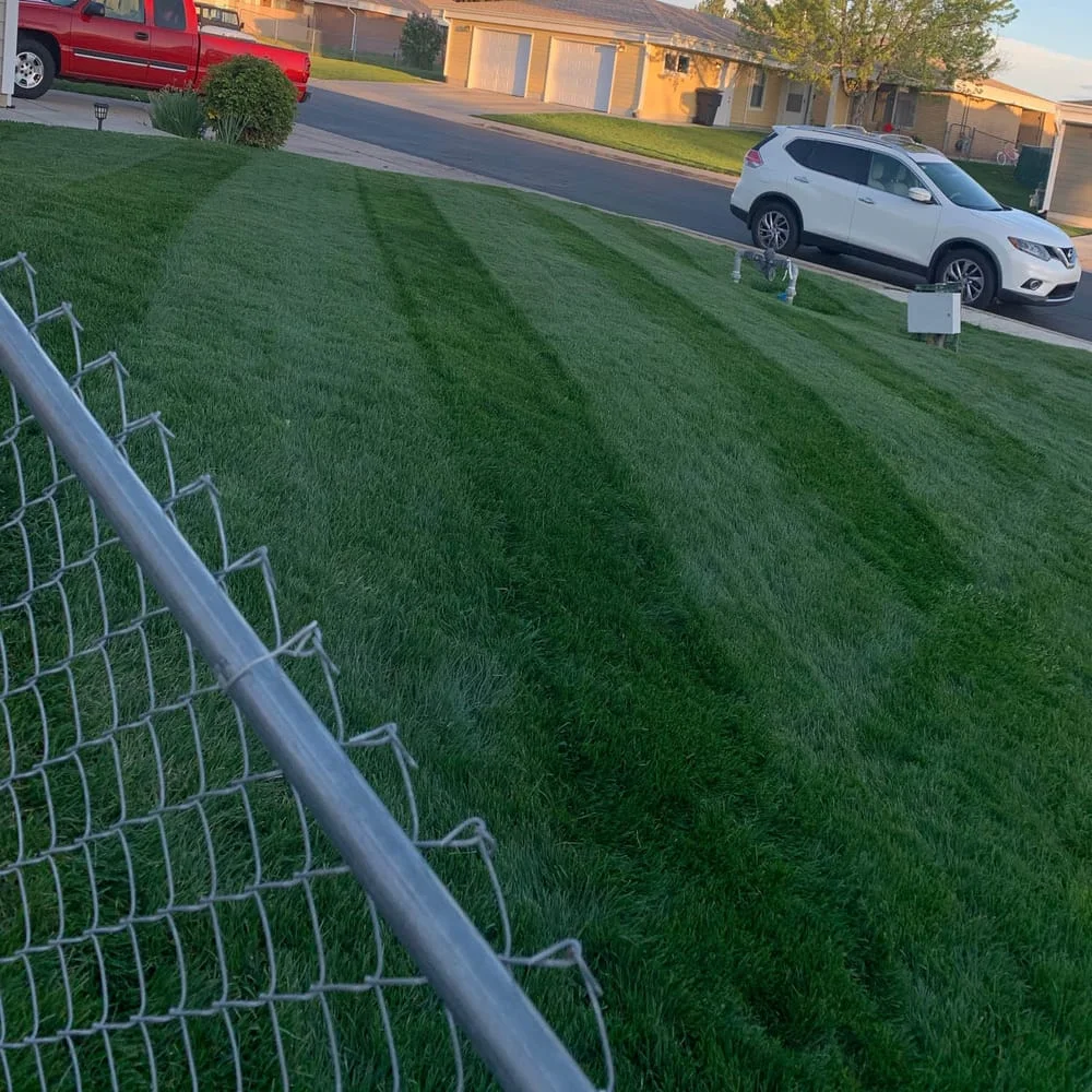 Kentucky Bluegrass - Midnight