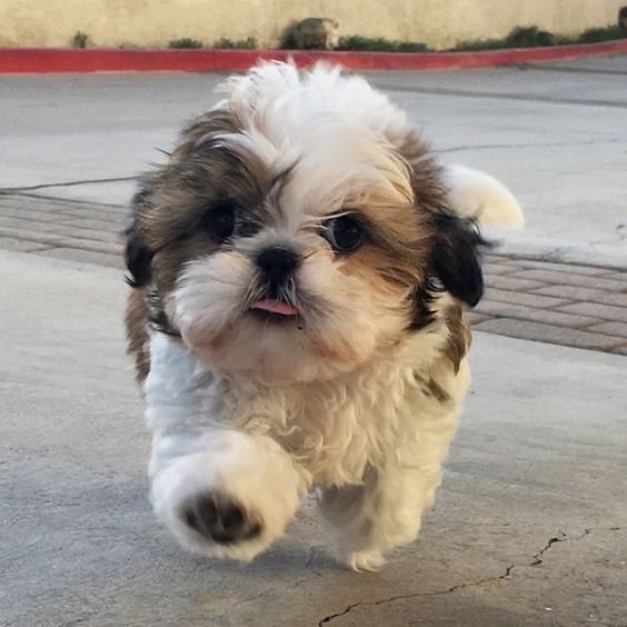 Cute Simulation Puppy Dog ​Toy - Electric Version