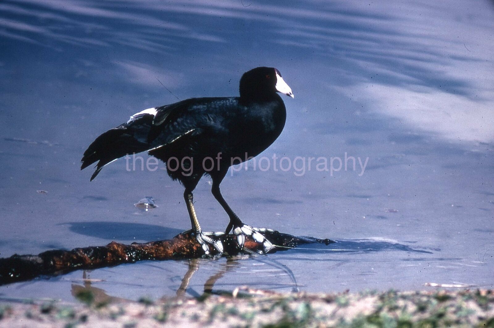 AMERICAN COOT 35mm FOUND BIRD SLIDE Vintage COLOR Photo Poster painting 15 T 16 M