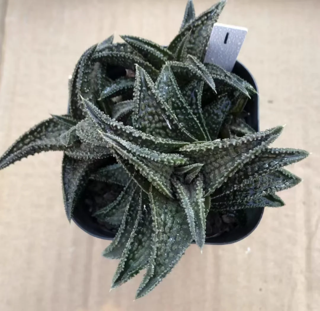 1113.Haworthia Onigawara 5-7cm /Haworthia/ Succulent plants / Garden landscape / Carefully select healthy plants