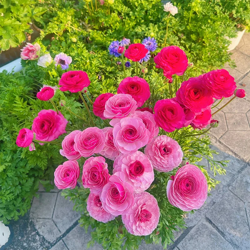 🌺 Ranunculus - Sacred Love