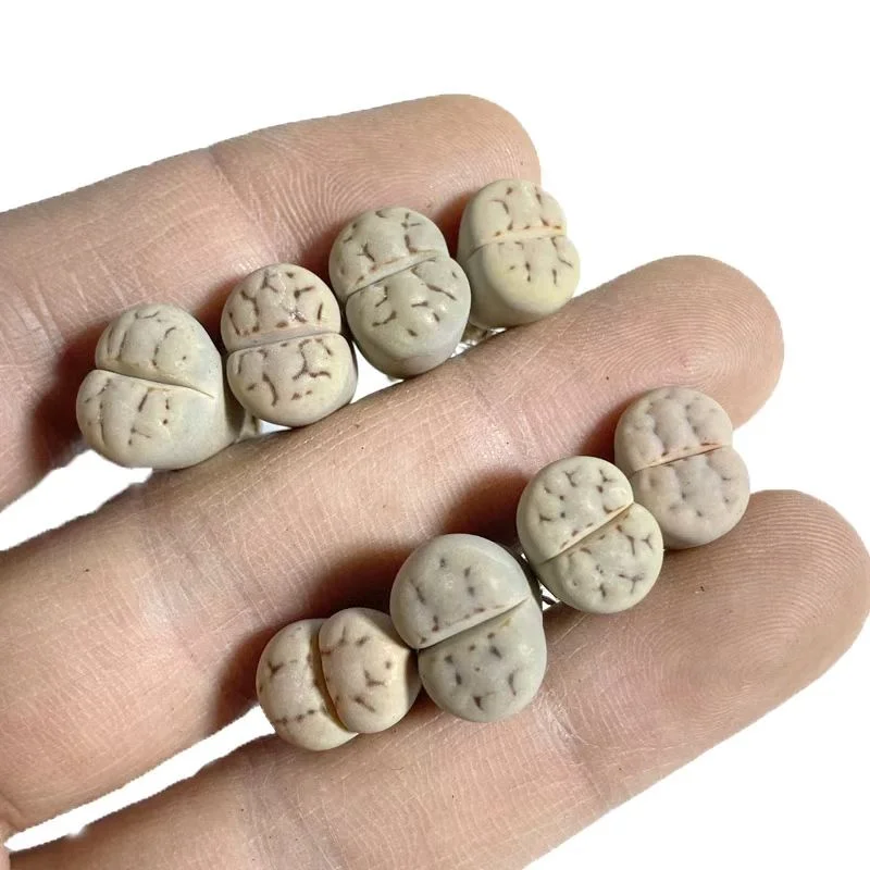 plant Aeonium Echeveria Haworthia  Caudex  Lithops Cactus  Agave 