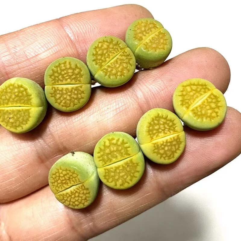 plant Aeonium Echeveria Haworthia  Caudex  Lithops Cactus  Agave 