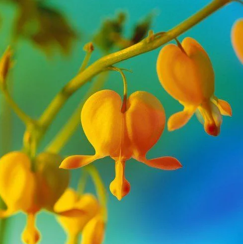 Bleeding Heart Seeds