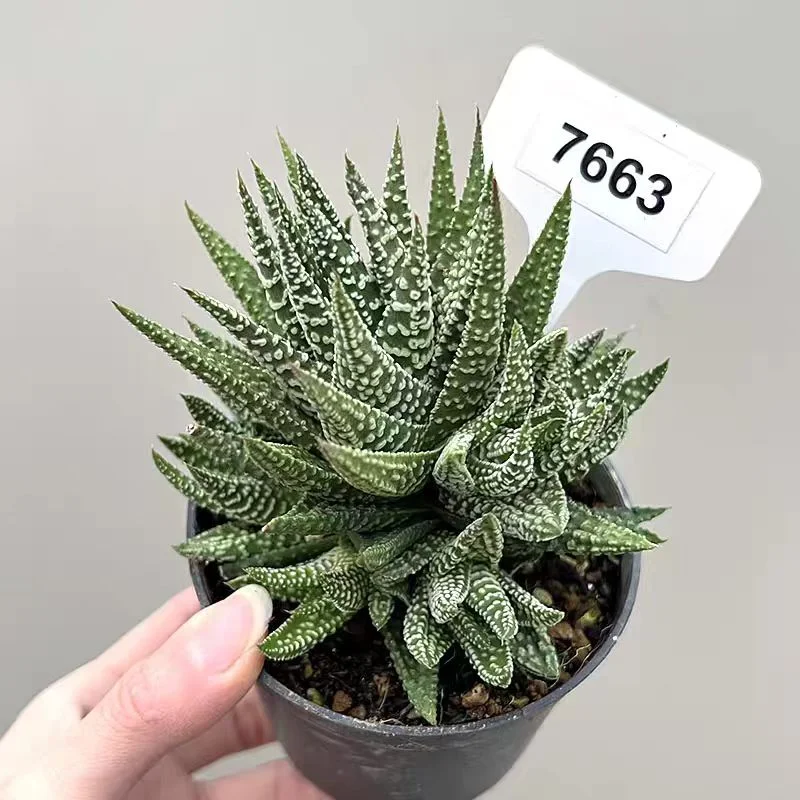 zwyw43.Haworthia Pumila hyb 10cm/ Haworthia/ Succulent plants / Garden landscape / Carefully select healthy plants
