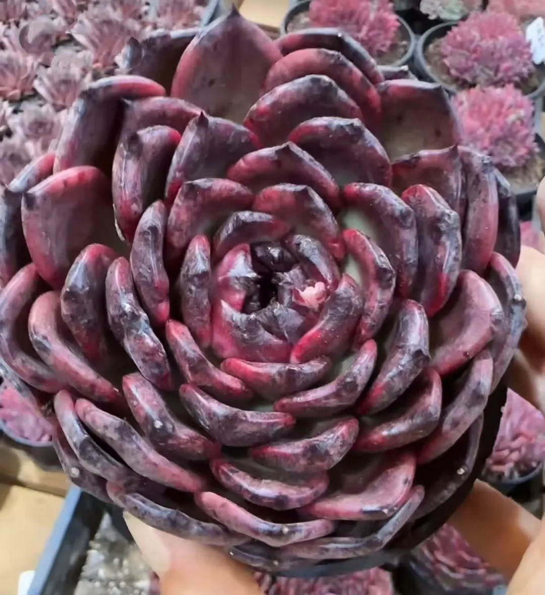 plant Aeonium Echeveria Haworthia  Caudex  Lithops Cactus  Agave 