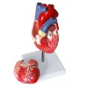 Study Model Educational Model 1:1 Human Heart Anatomical Model, Color Ultrasound Heart, Cardiology, Doctor Gift Aids