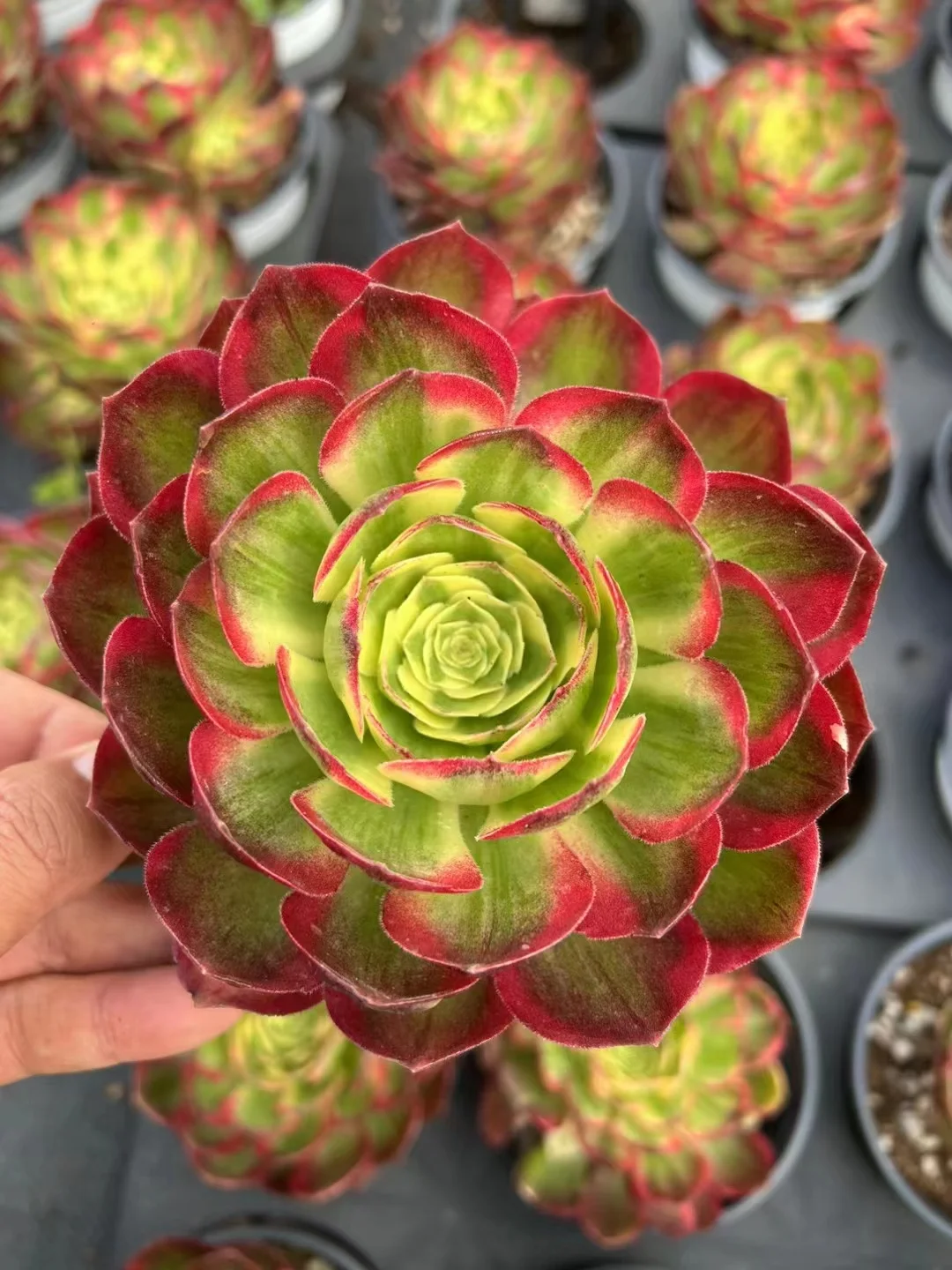 plant Aeonium Echeveria Haworthia  Caudex  Lithops Cactus  Agave 