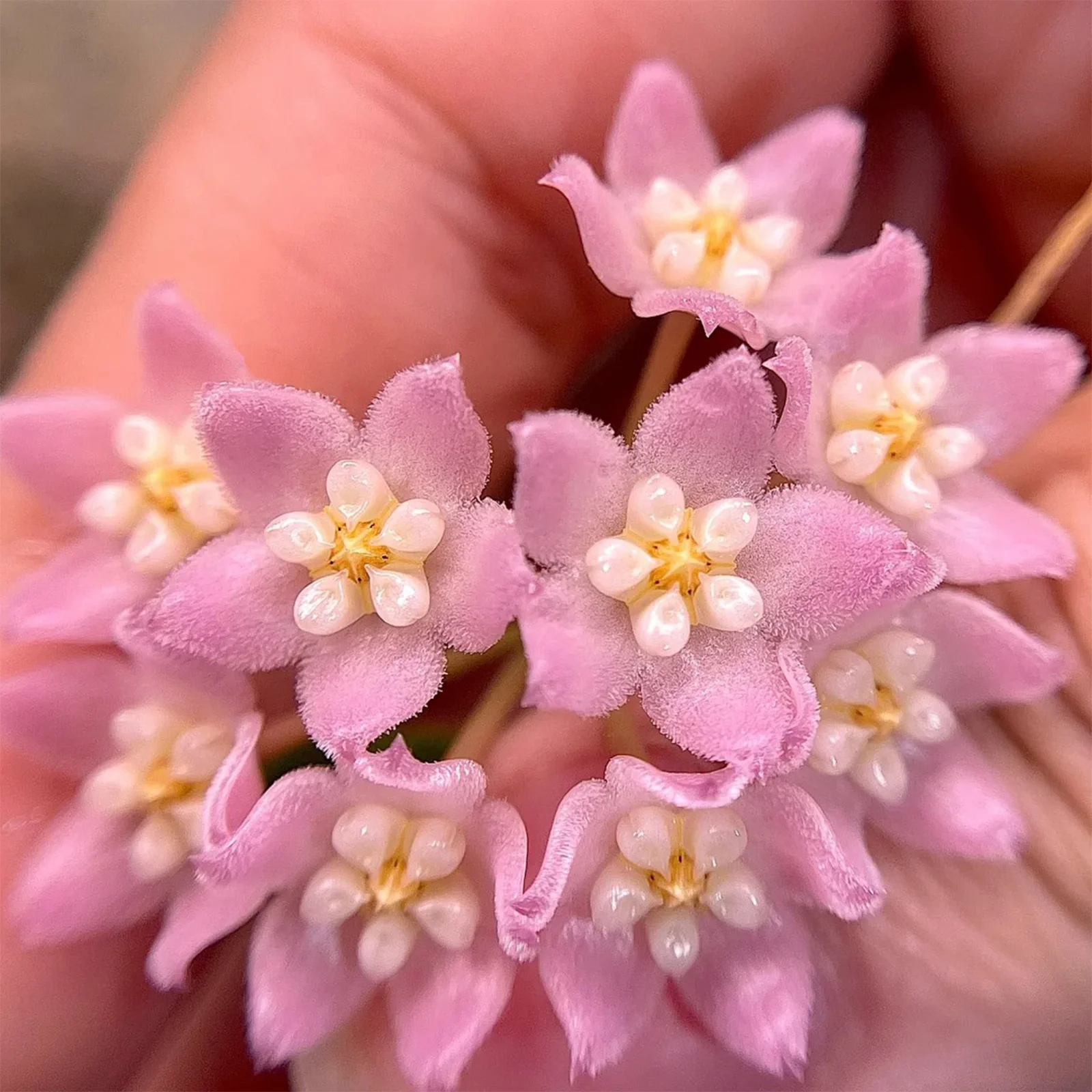 花座ありホヤ極美株超大苗トムソニーピンクHoya thomsonii pink