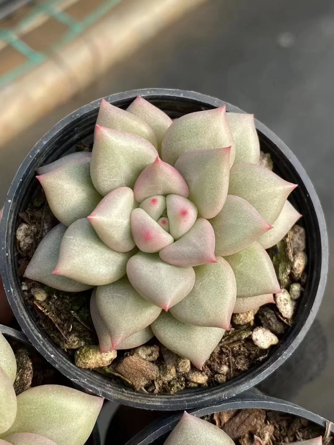 plant Aeonium Echeveria Haworthia  Caudex  Lithops Cactus  Agave 