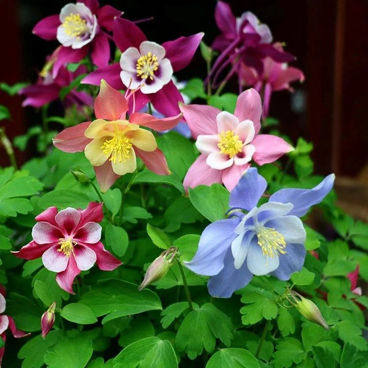 Mixed Colors Double Columbine Seeds
