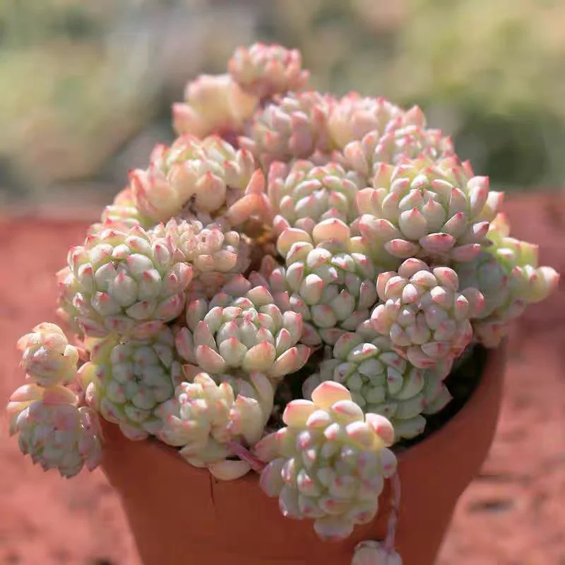 704 .   pink pium  4-5cm cluster / Echeveria / Succulent plants / Garden landscape / Carefully select healthy plants