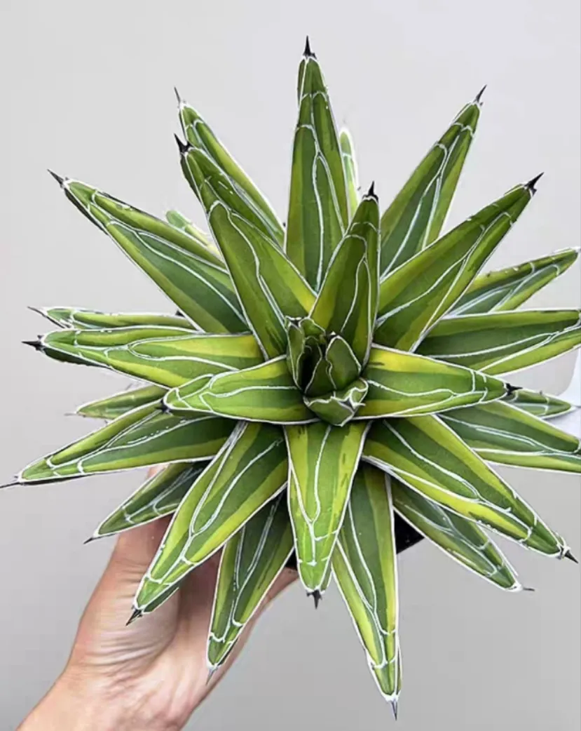 plant Aeonium Echeveria Haworthia  Caudex  Lithops Cactus  Agave 