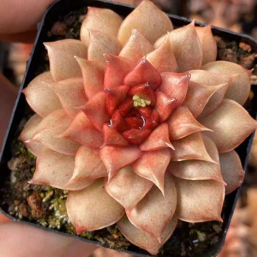 446.Echeveria Mantis shrimp single head  4-5cm/ Echeveria / Succulent plants / Garden landscape / Carefully select healthy plants