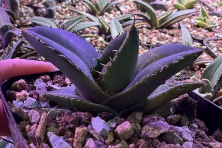 plant Aeonium Echeveria Haworthia  Caudex  Lithops Cactus  Agave 