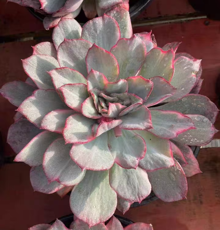 543. Echeveria Esther Variegated single head 5-6cm /Echeveria / Succulent plants / Garden landscape / Carefully select healthy plants