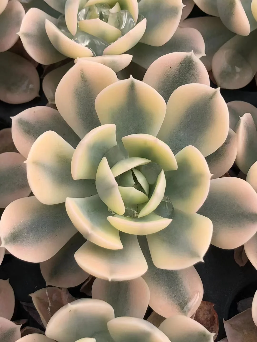 plant Aeonium Echeveria Haworthia  Caudex  Lithops Cactus  Agave 