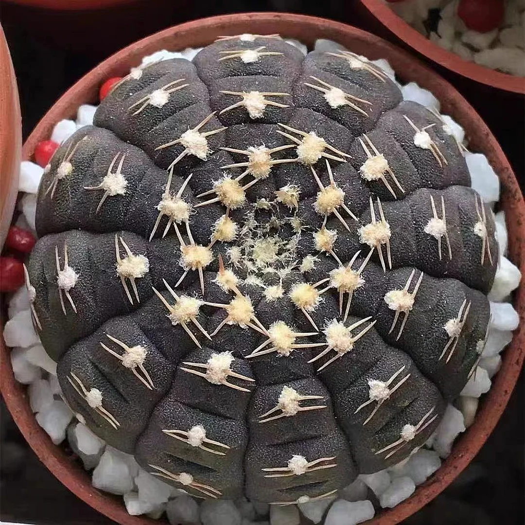 600.Gymnocalycium ragonesei has roots 3-5 cm /Cactus plants /Succulent plants /  Garden landscape / Carefully select healthy plants