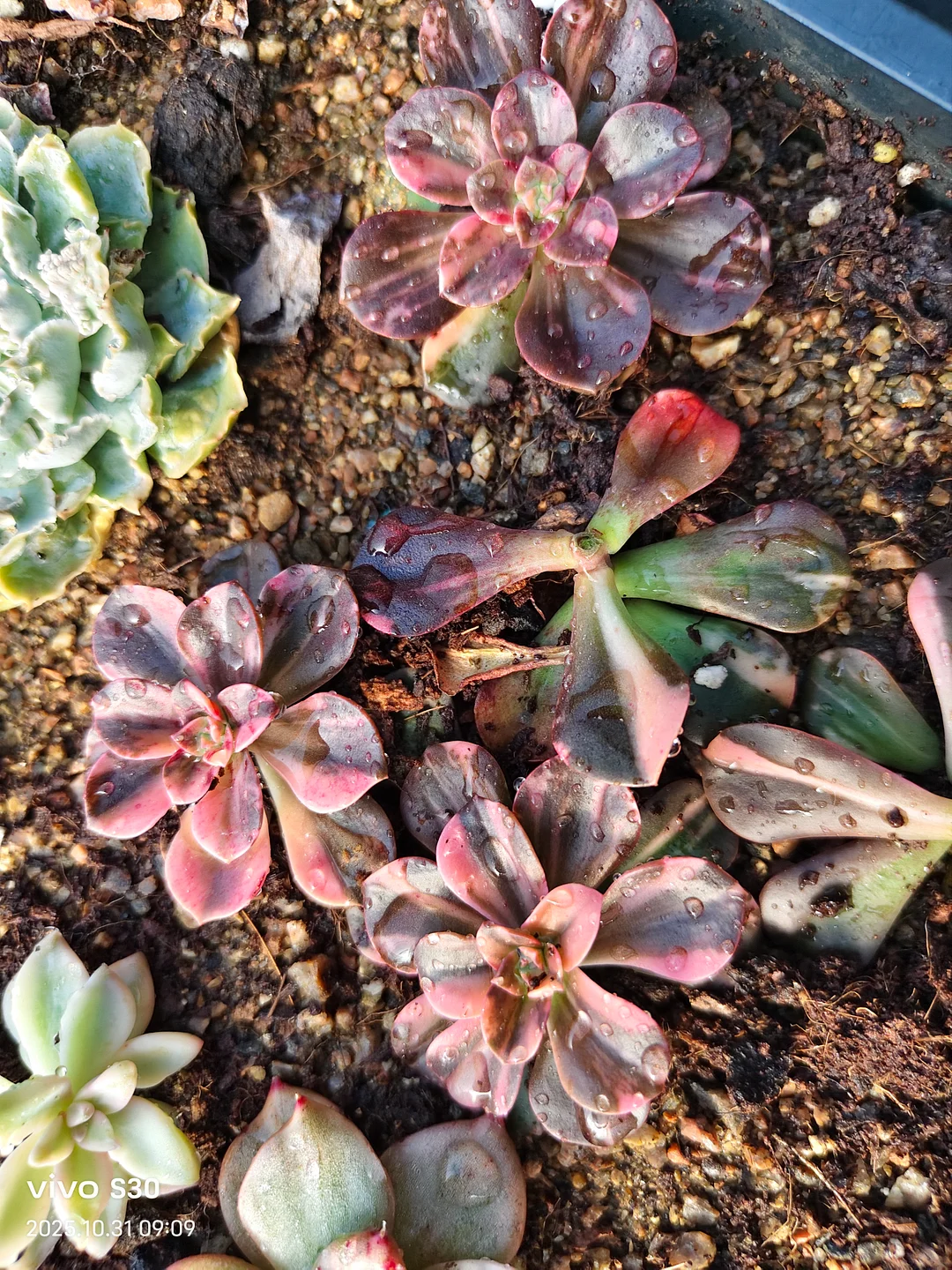 plant Aeonium Echeveria Haworthia  Caudex  Lithops Cactus  Agave 