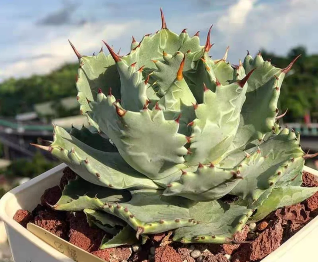 plant Aeonium Echeveria Haworthia  Caudex  Lithops Cactus  Agave 