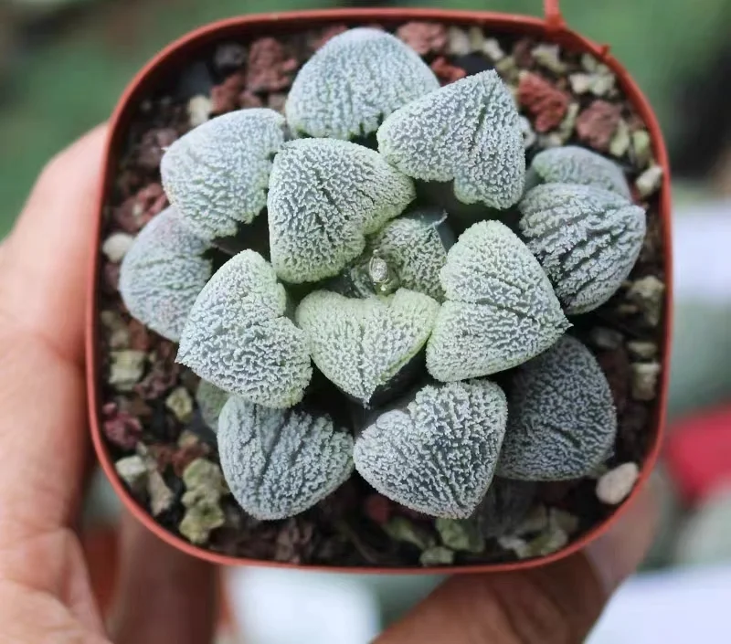 hts18.Haworthia pygmaea var 3-4cm/ Haworthia/ Succulent plants / Garden landscape / Carefully select healthy plants