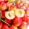 🍒Nasiona wiśni Rainier, wskaźnik przeżywalności 90%, bezpłatny zwrot pieniędzy w przypadku braku zadowolenia