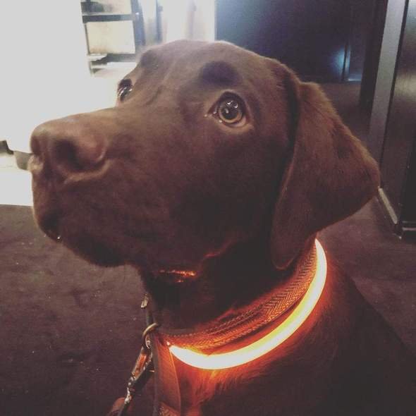 USB Rechargeable Glowing Pet Collar