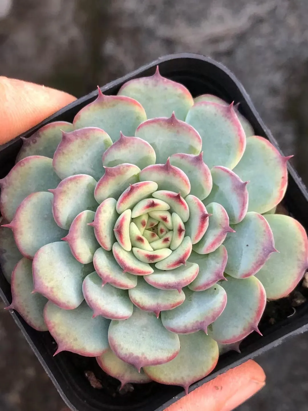 plant Aeonium Echeveria Haworthia  Caudex  Lithops Cactus  Agave 