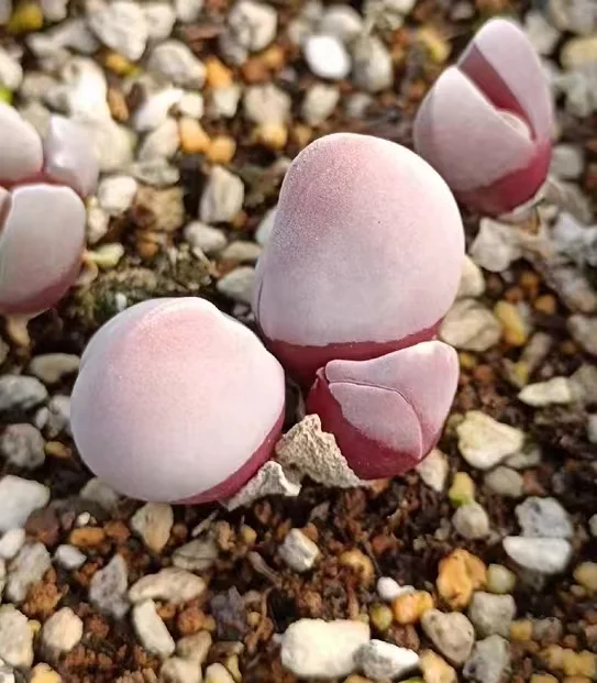 plant Aeonium Echeveria Haworthia  Caudex  Lithops Cactus  Agave 