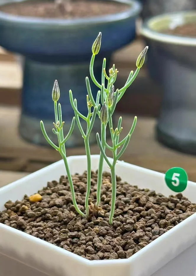 plant Aeonium Echeveria Haworthia  Caudex  Lithops Cactus  Agave 