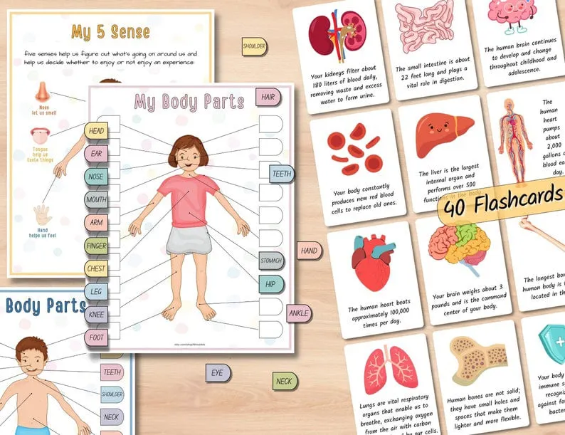 Human Anatomy Busy Book