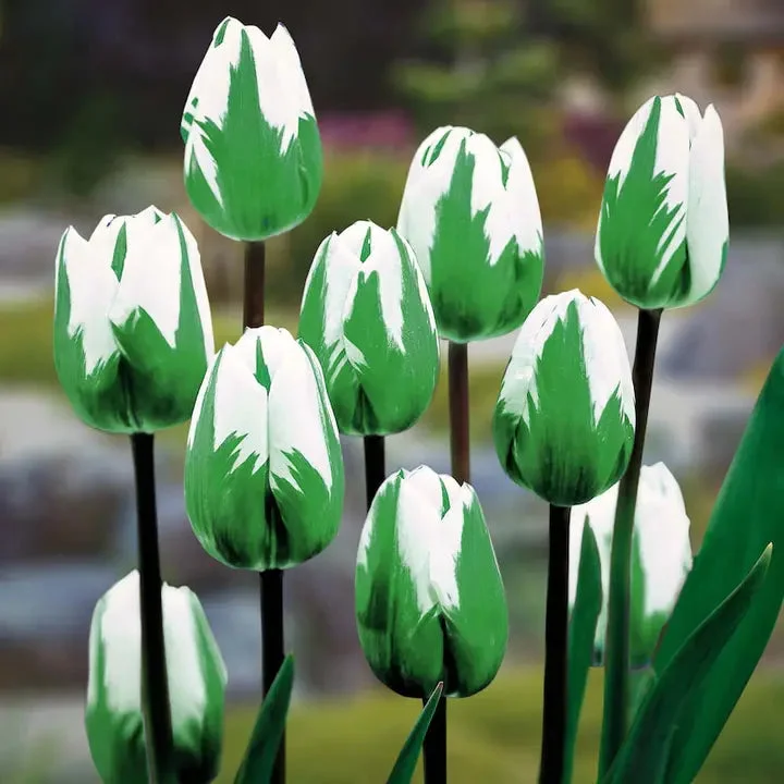 Bonsai Rare Color Tulip Seeds-Green