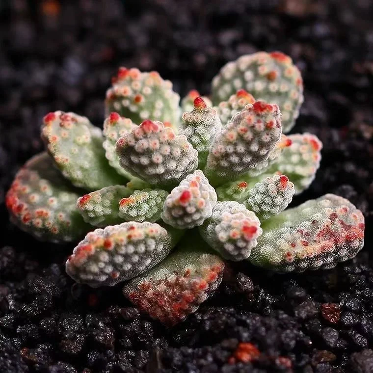 plant Aeonium Echeveria Haworthia  Caudex  Lithops Cactus  Agave 