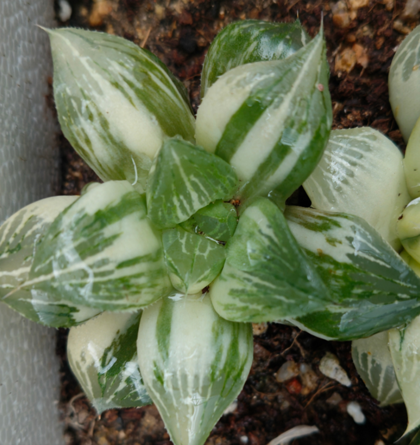 plant Aeonium Echeveria Haworthia  Caudex  Lithops Cactus  Agave 