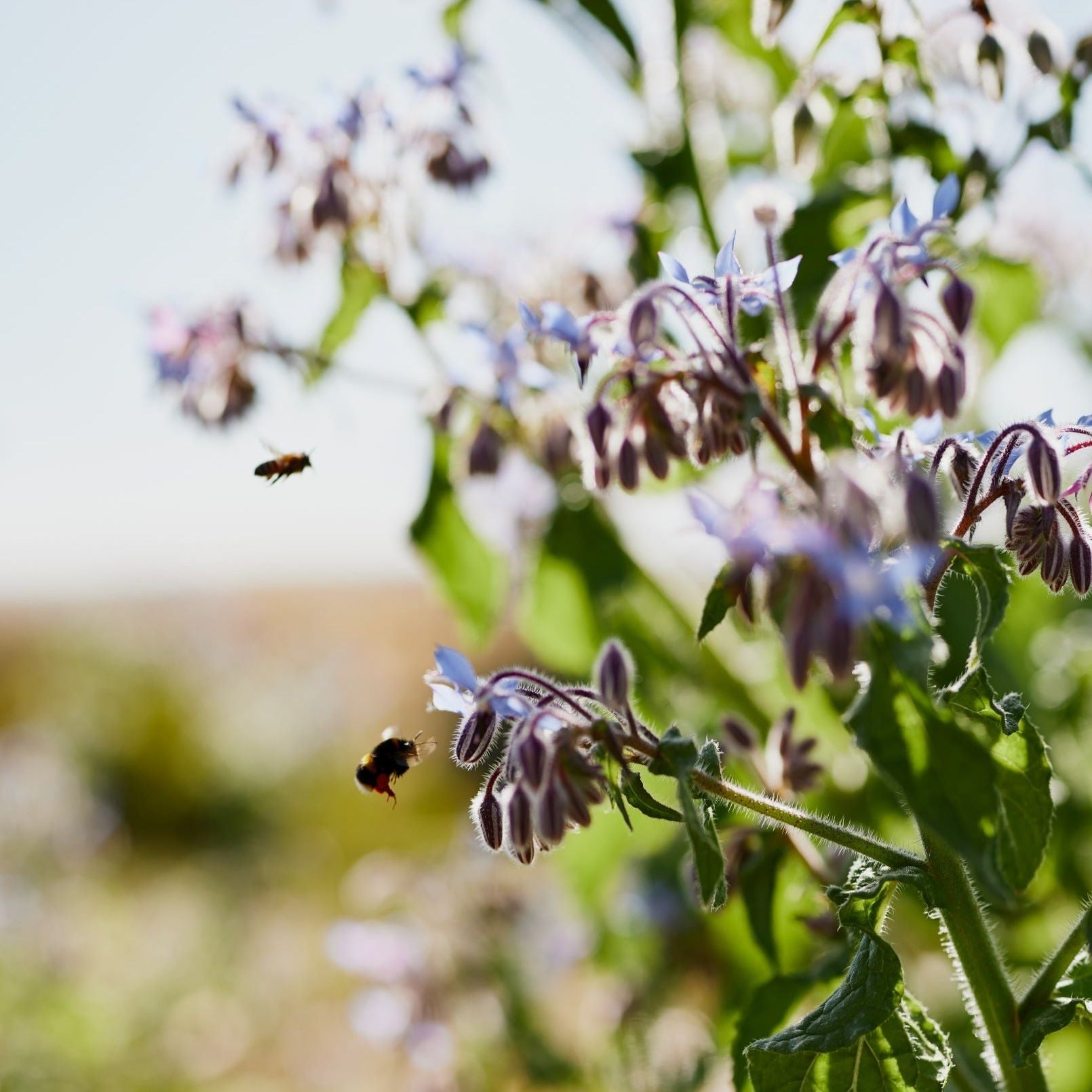 Borage Blue Flower | X 20 Seeds