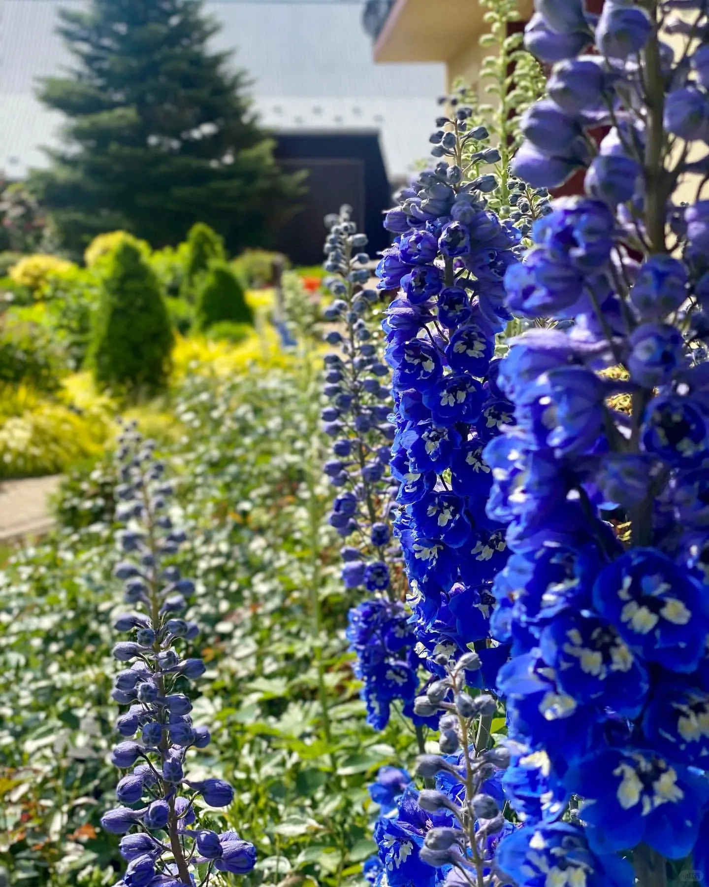 Delphinium Seeds-Mixed 7 Colors