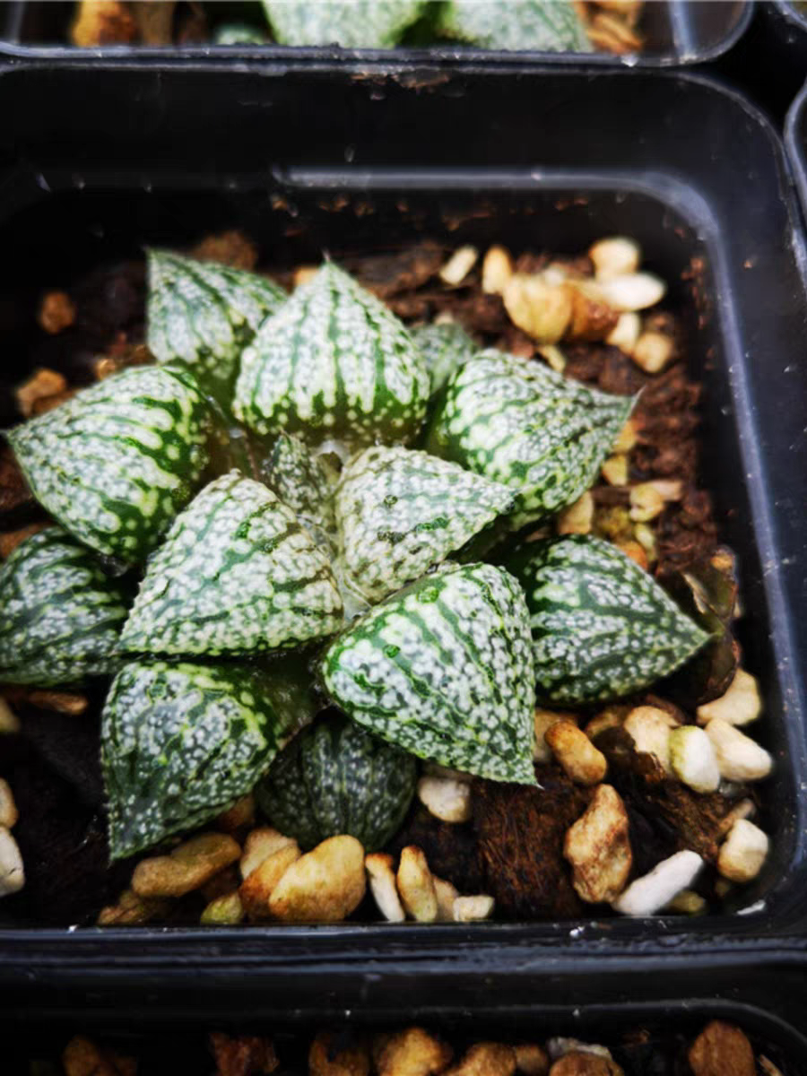 bjbm48.Haworthia emelyae Poelln 4-5cm/ Haworthia/ Succulent plants / Garden landscape / Carefully select healthy plants