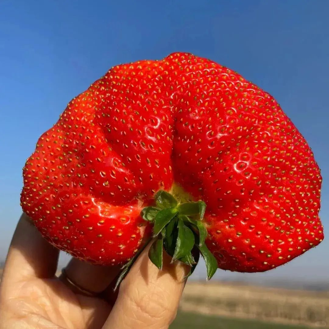 🍓Super Giant Strawberry Seeds – Grow Juicy, Extra-Large Strawberries!