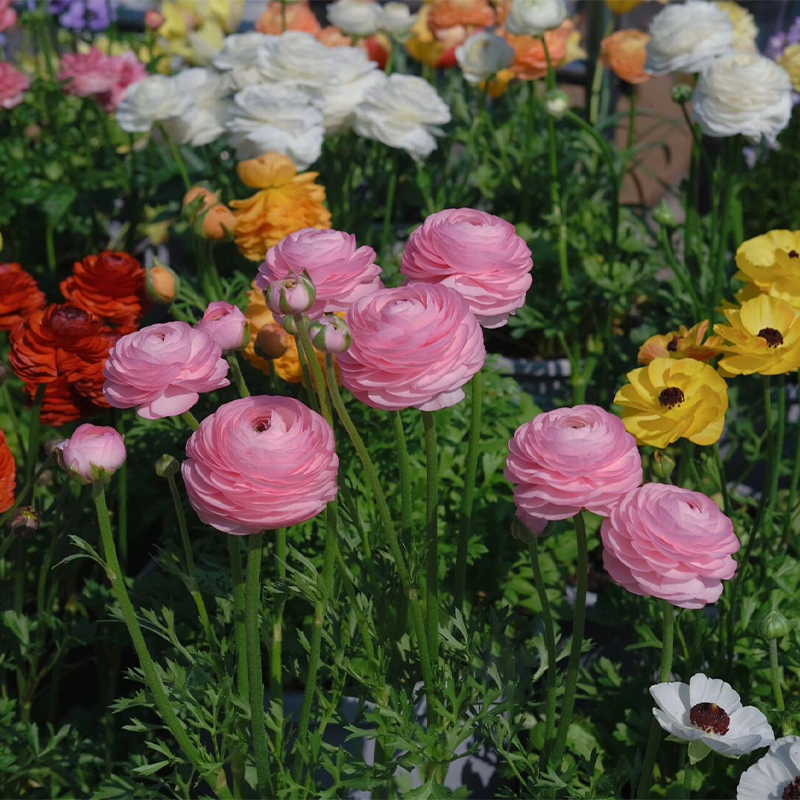 🌺 Ranunculus - Sacred Love