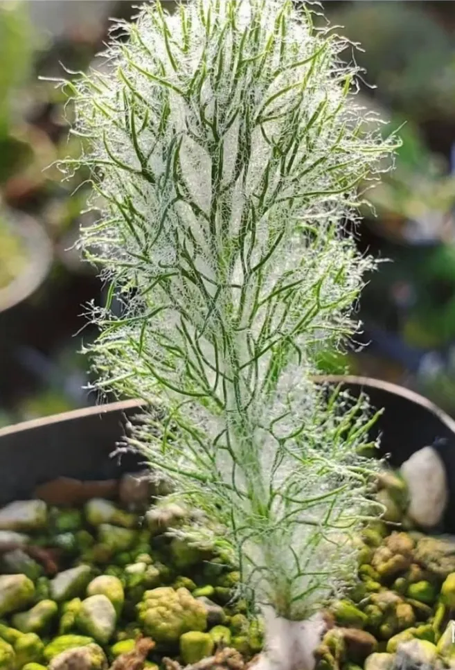 plant Aeonium Echeveria Haworthia  Caudex  Lithops Cactus  Agave 