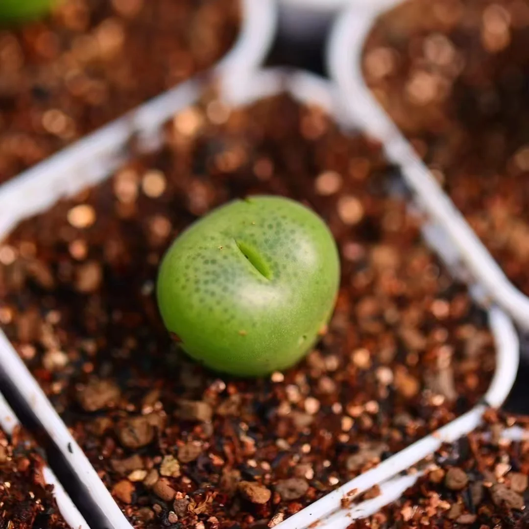 plant Aeonium Echeveria Haworthia  Caudex  Lithops Cactus  Agave 