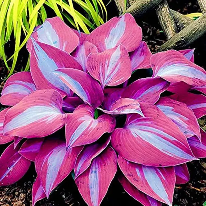 Rare Multi-colored Hostas Seeds